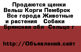 Продаются щенки Вельш Корги Пемброк  - Все города Животные и растения » Собаки   . Брянская обл.,Сельцо г.